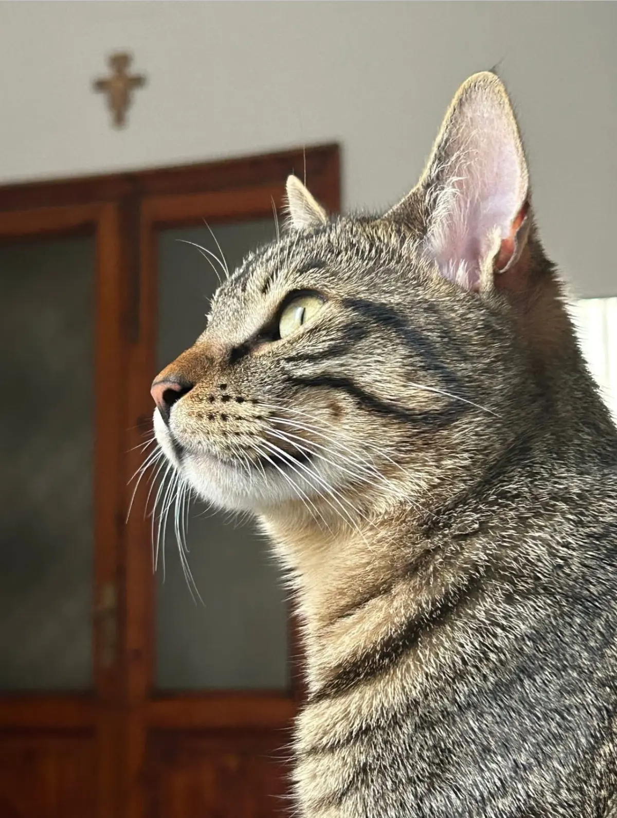 gatto lost   16043 Chiavari Rufino