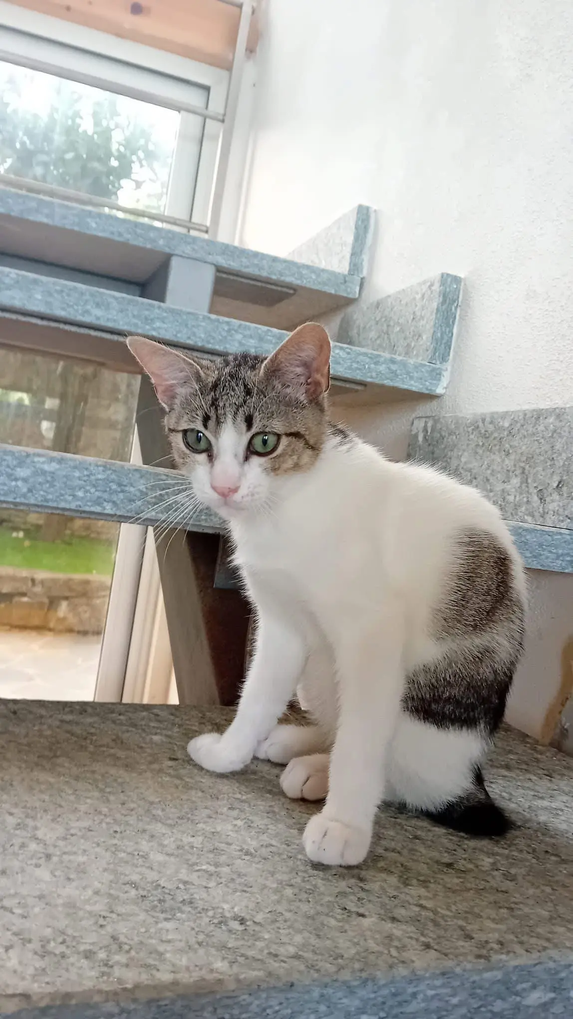 gatto lost   16033 Lavagna Scricciolo