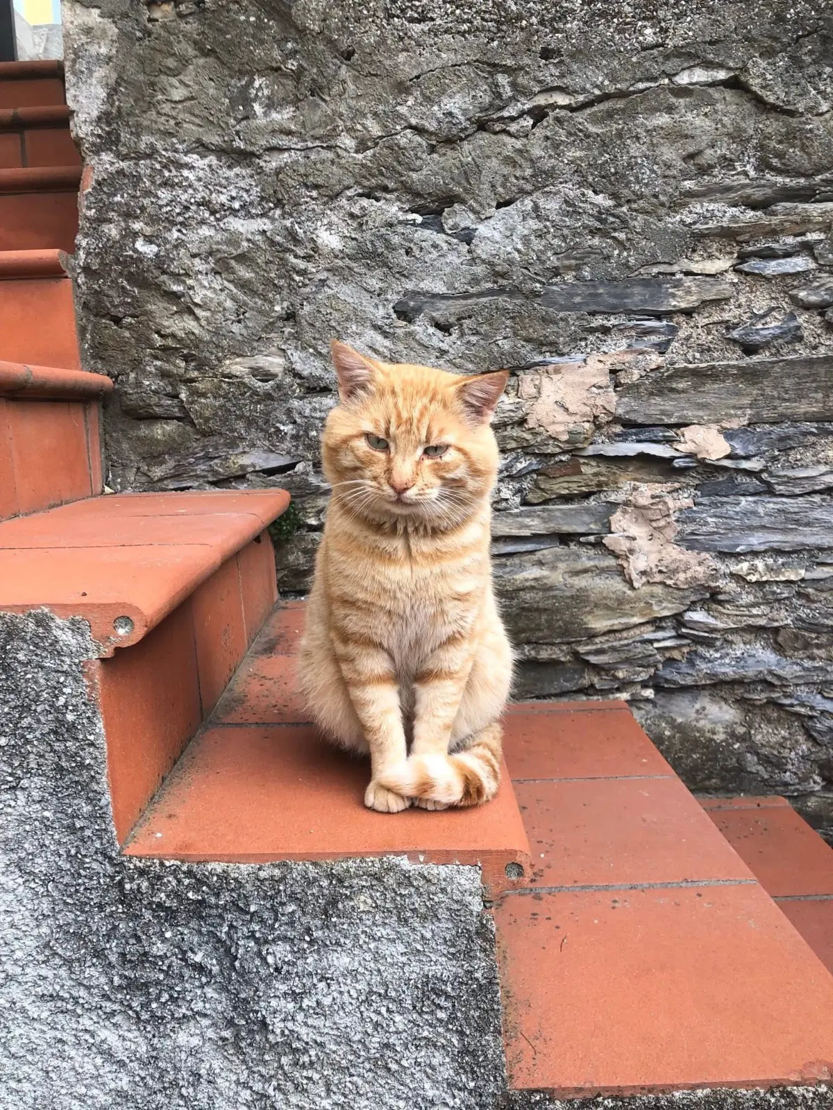 gatto lost   16021 Bargagli Speedy