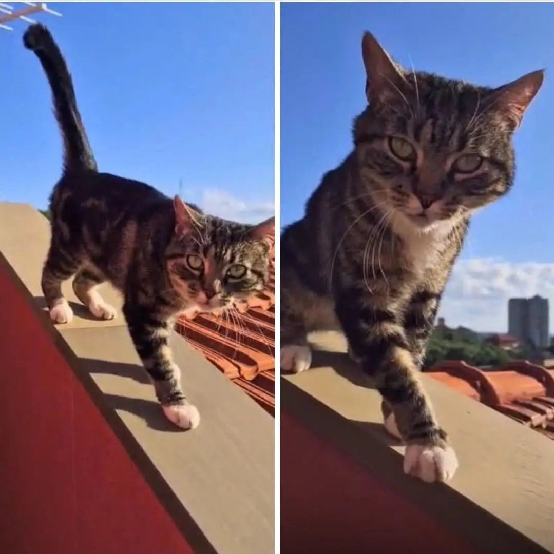 gatto lost   16033 Lavagna Terry