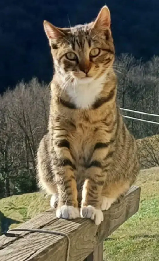 gatto lost    Savignone Tigro