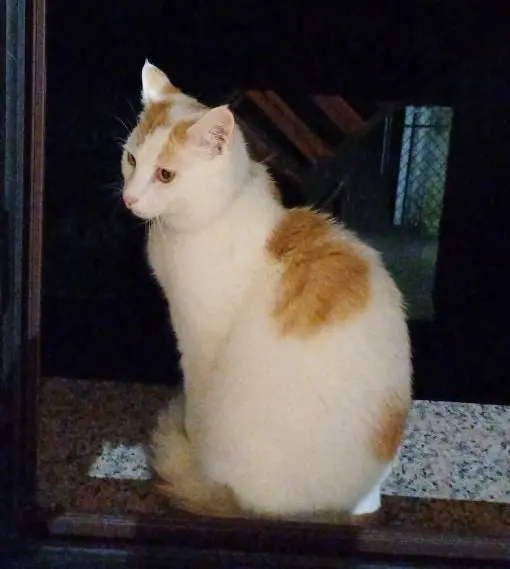 gatto lost   34074 Monfalcone Flic