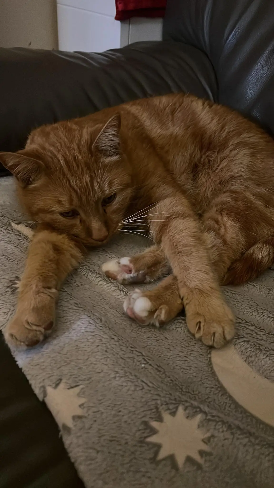 gatto lost   34070 Fogliano Redipuglia Swen