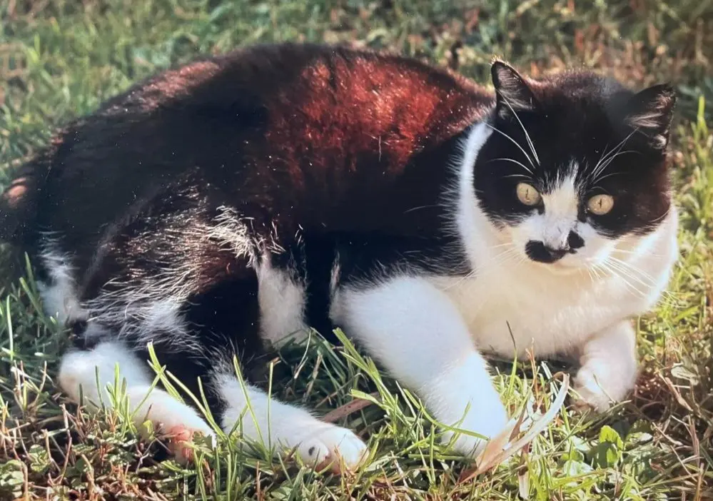 gatto lost   34072 Gradisca d'Isonzo Biscotto