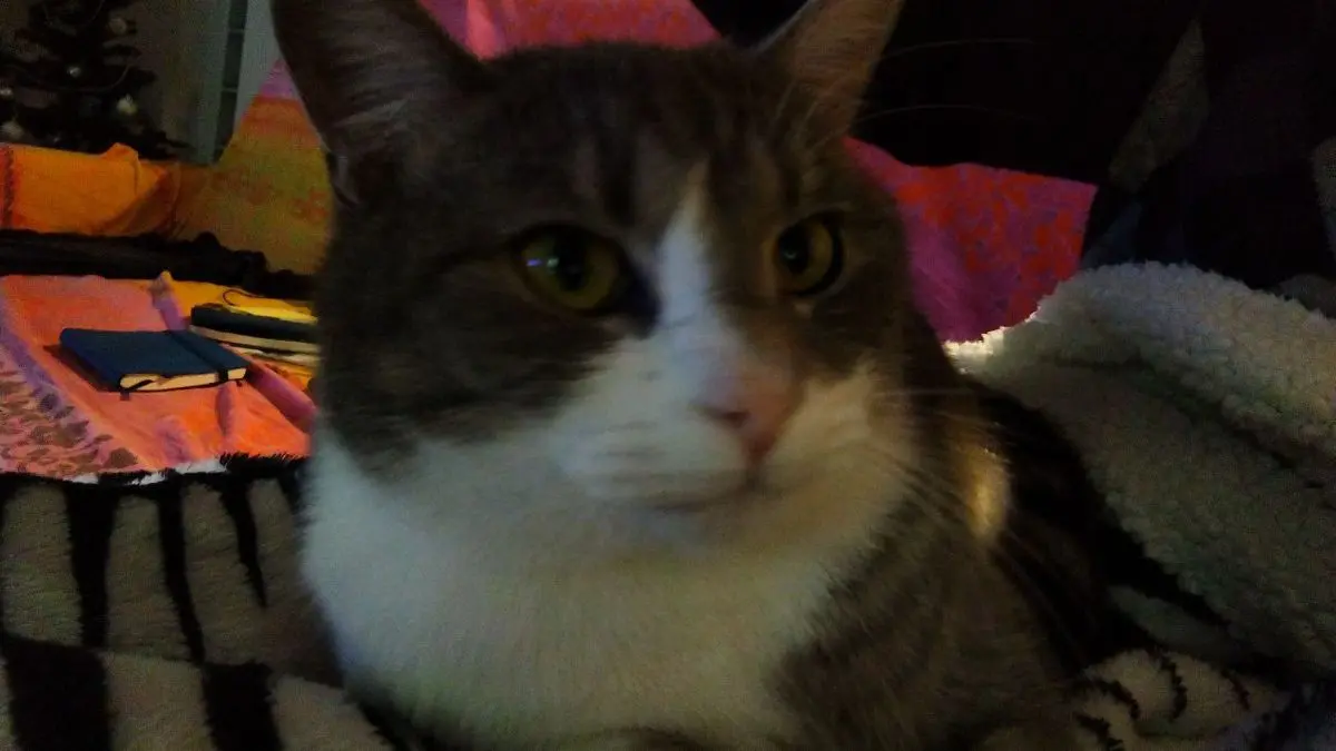 gatto lost   34072 Gradisca d'Isonzo Grey