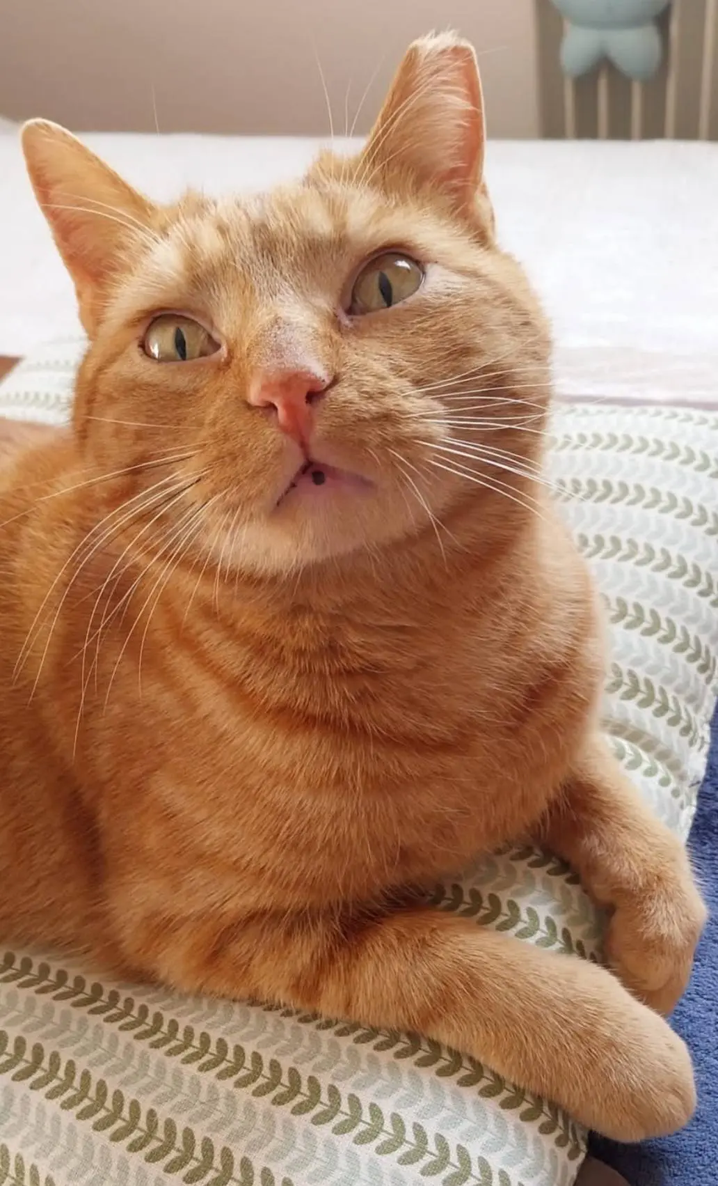 gatto lost   34072 Gradisca d'Isonzo Tigro