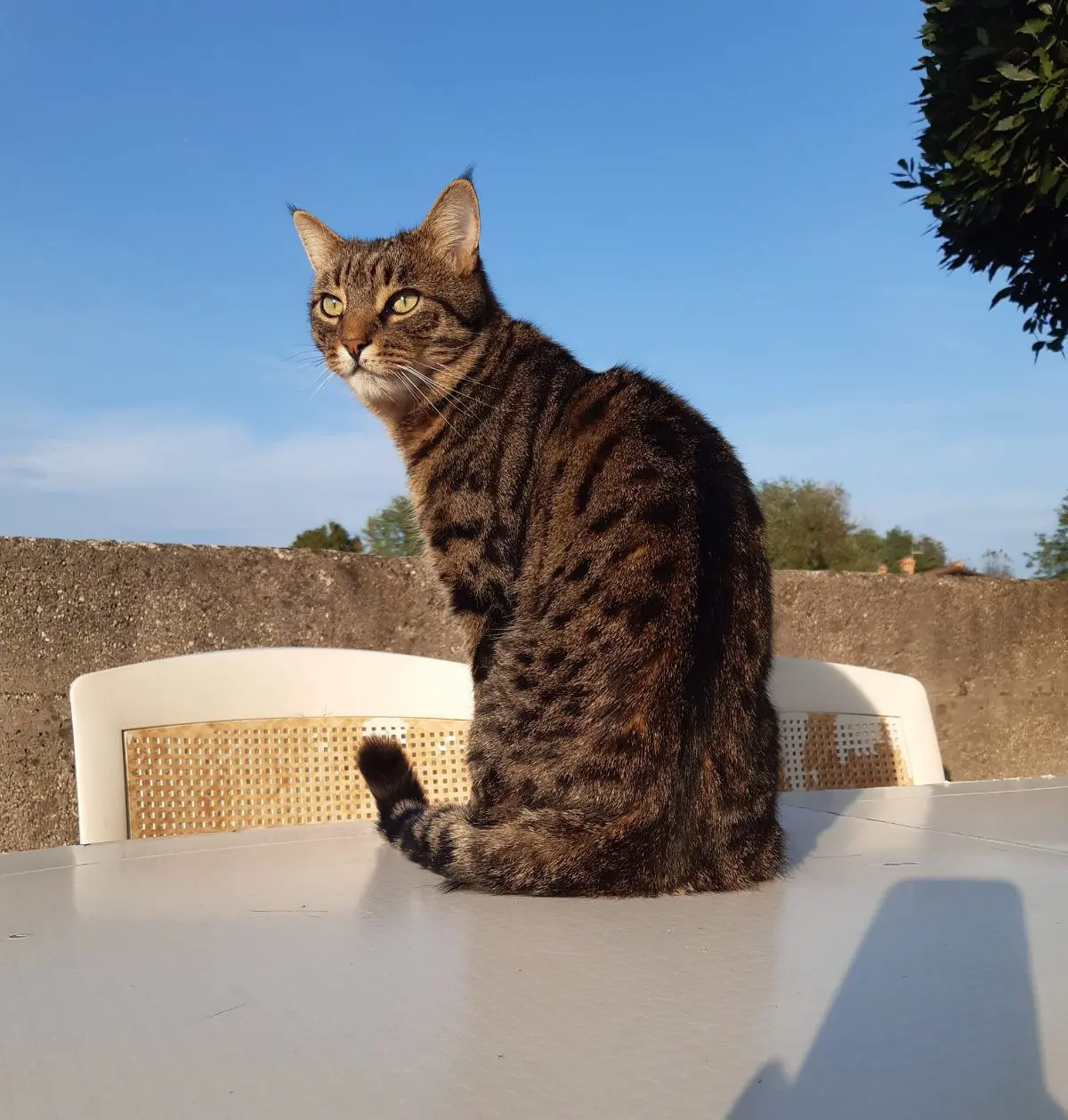 gatto lost   34070 San Pier d'Isonzo Kugy