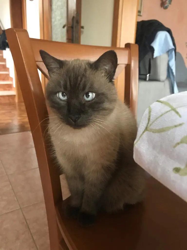 gatto lost   34079 Staranzano Miu