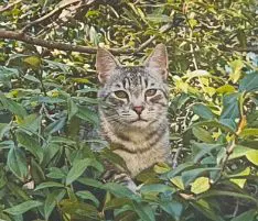 gatto lost   34170 Gorizia Ronaldo