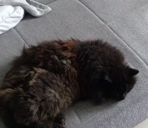 gatto lost   34077 Ronchi dei Legionari / Roncjis / Ronke Polpetta