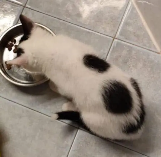 gatto lost   34075 San Canzian d'Isonzo Lago