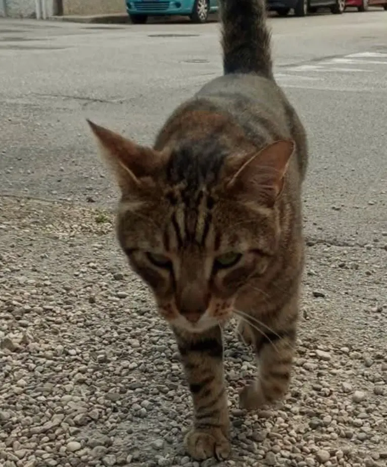 gatto lost   34070 Moraro / Morâr Theo