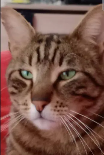 gatto lost   34170 Gorizia Theo