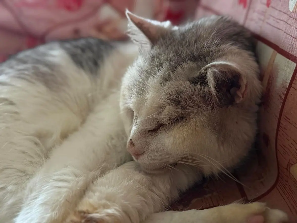 gatto lost   34079 Staranzano Zeno