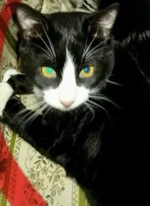 gatto lost   34170 Gorizia Zeus