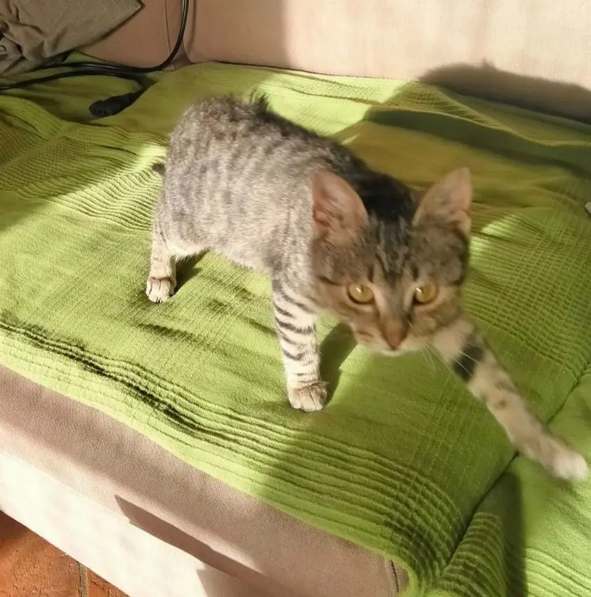 gatto lost   58051 Magliano in Toscana Charly