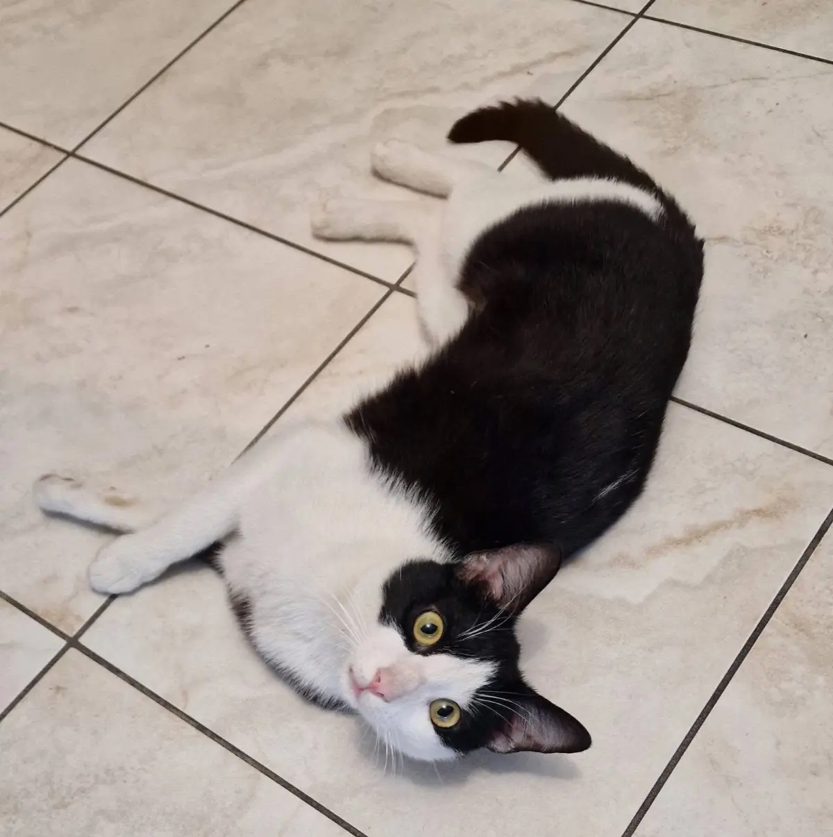 gatto lost   18020 Dolcedo Felix