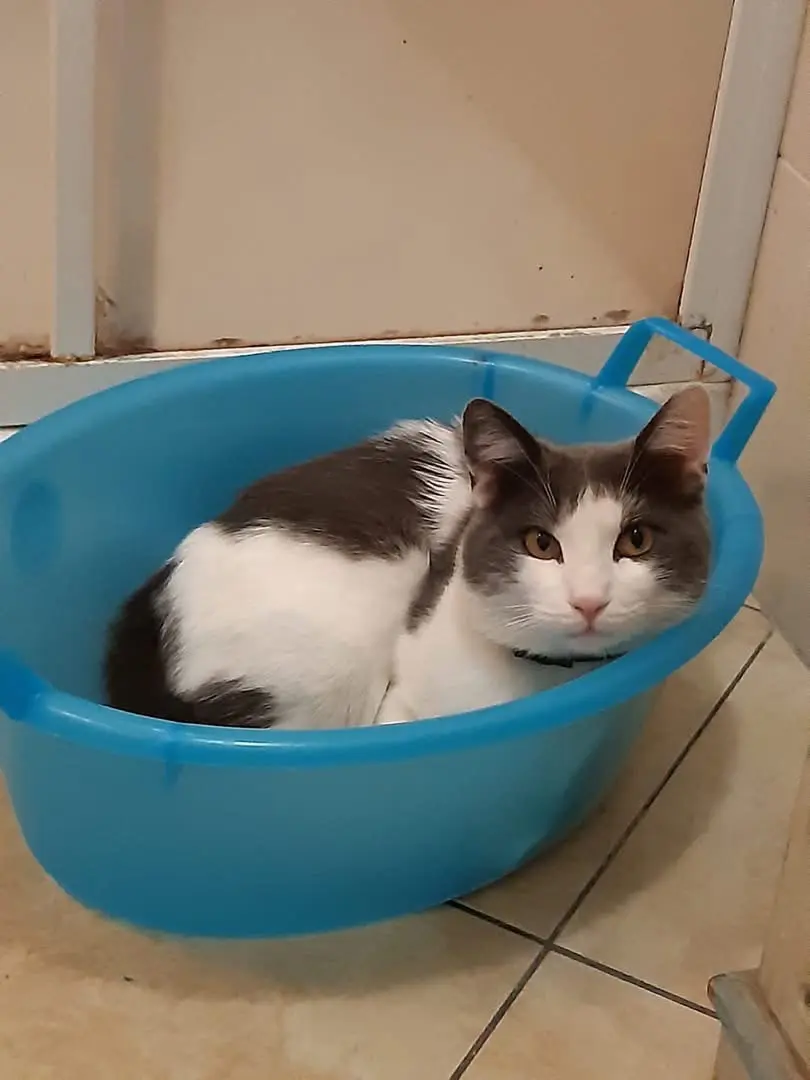 gatto lost   18034 Sanremo Marley