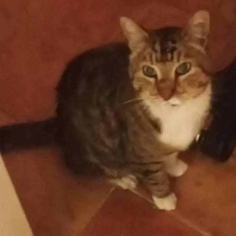 gatto lost    Diano Arentino Miro