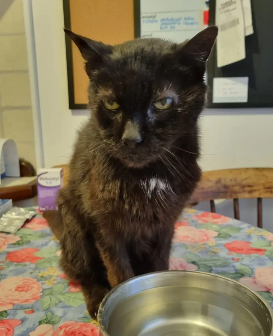 gatto lost    Civezza Peppe