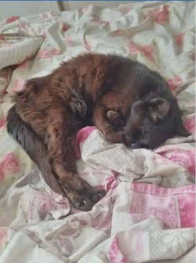 gatto lost    Civezza Peppe