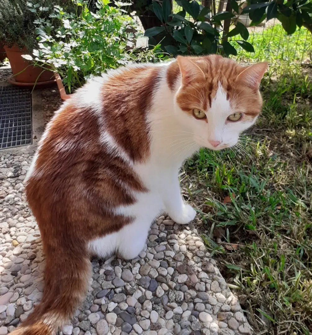 gatto lost   23897 Viganò Mojito