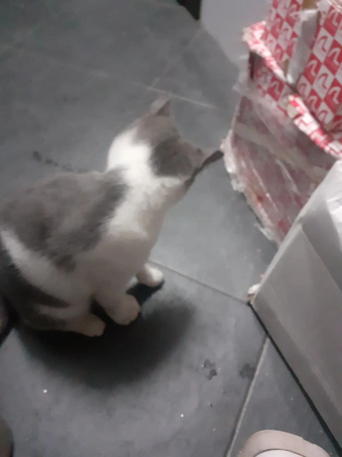 gatto lost   73058 Tuglie Fulmine