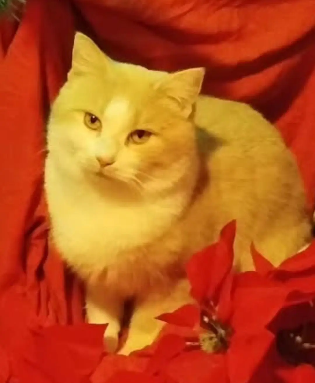 gatto lost   73100 Lecce Llokum