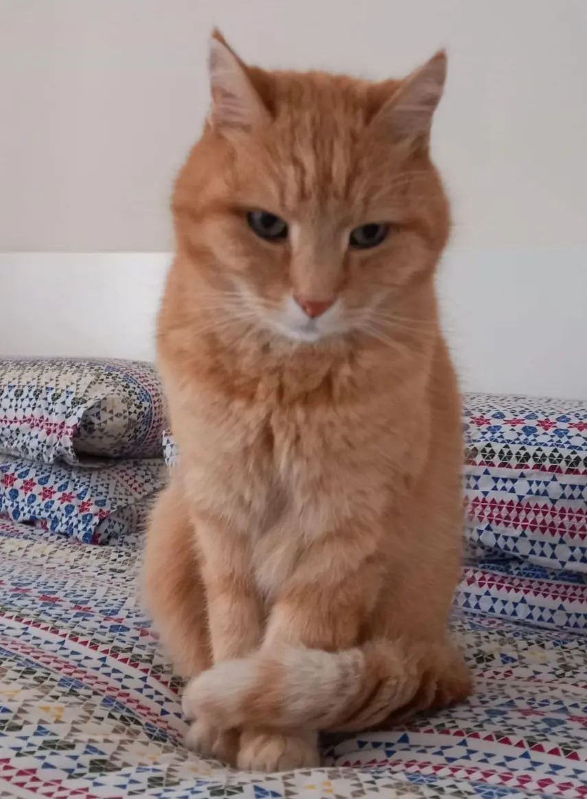 gatto lost   73051 Novoli Zorbas