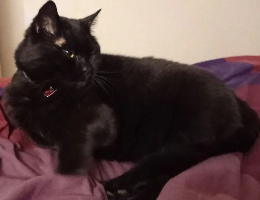 gatto lost    Bibbona Ciccio