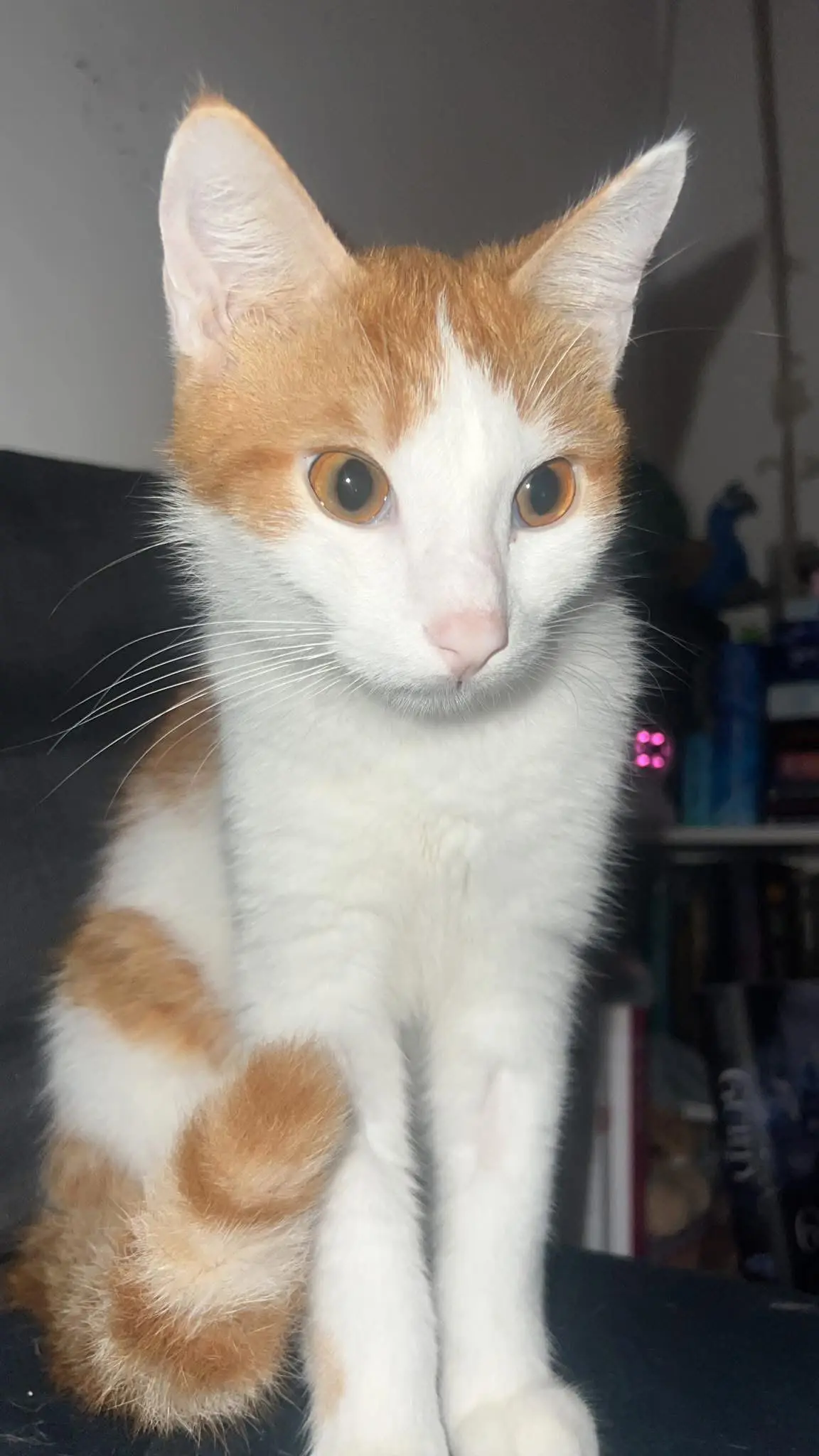 gatto lost    Piombino Romeo