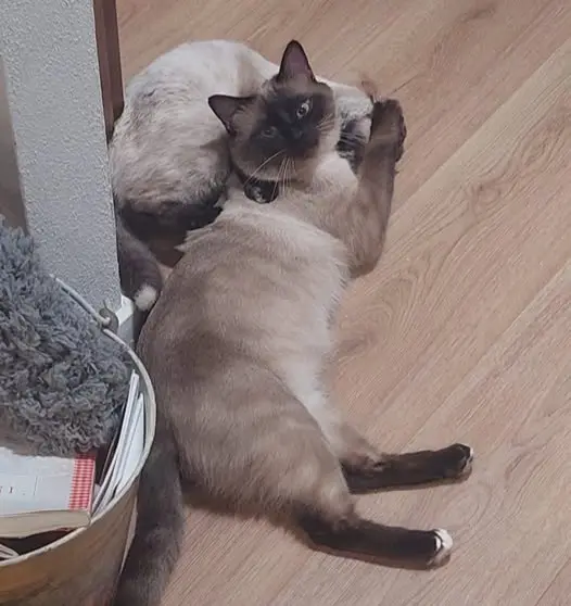 gatto lost   55049 Viareggio Geo