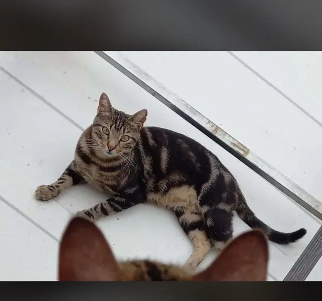 gatto lost   20872 Cornate d'Adda Tabbyno