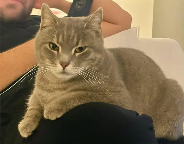 gatto lost   20900 Monza Hans