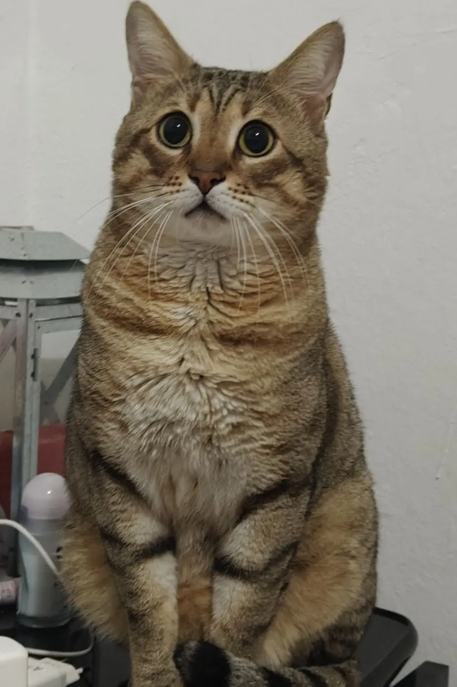 gatto lost   20851 Lissone Achille