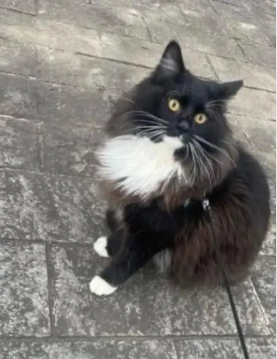 gatto lost   20863 Concorezzo Coco