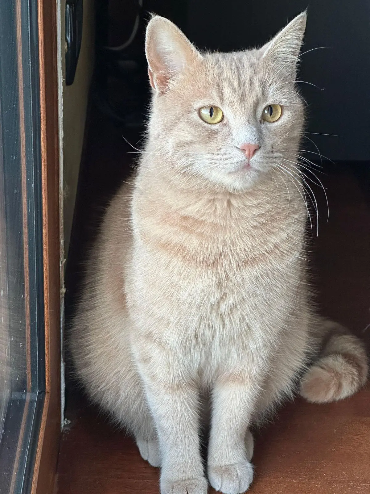 gatto lost    Albiate Leon