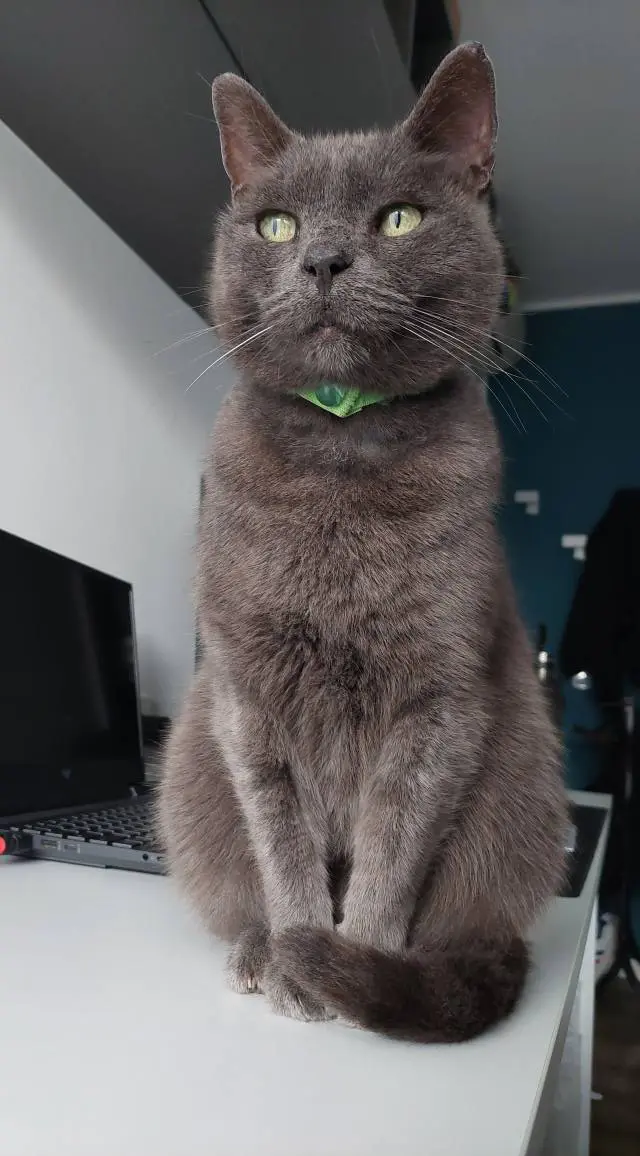 gatto lost   20853 Biassono Logan