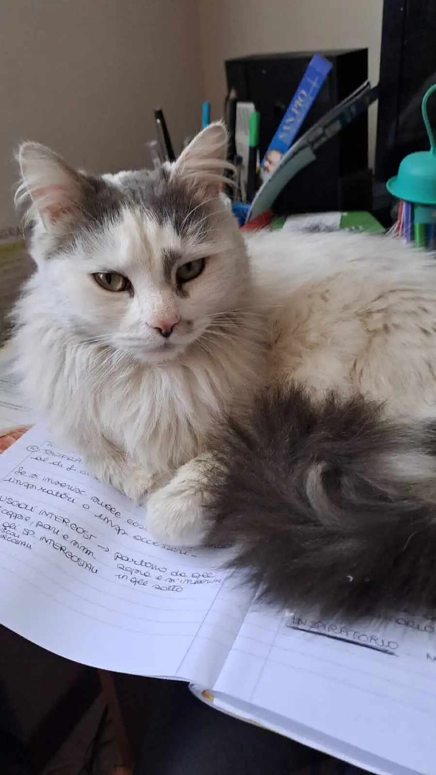 gatto lost    Meda Maverick