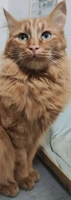 gatto lost    Brugherio Merlino