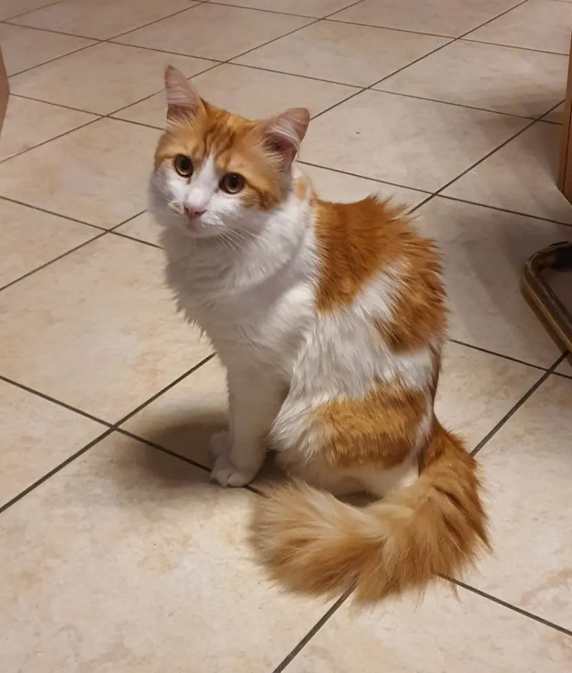 gatto lost   20900 Monza George