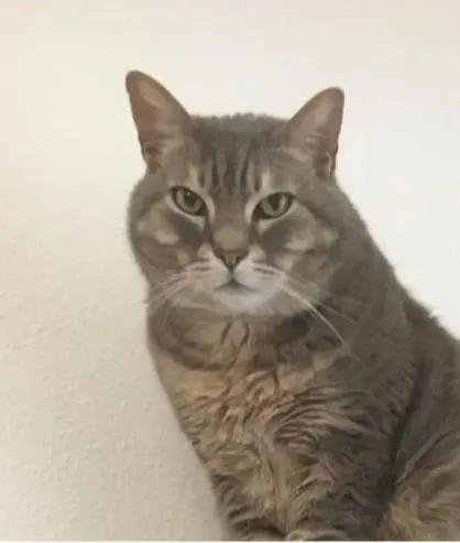 gatto lost   20900 Monza Merlino