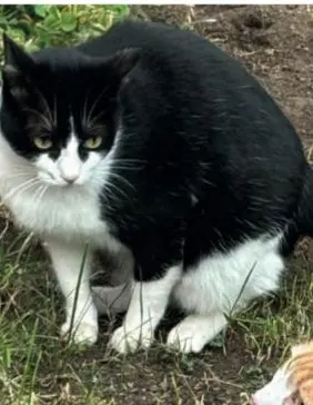 gatto lost   20841 Carate Brianza Nino