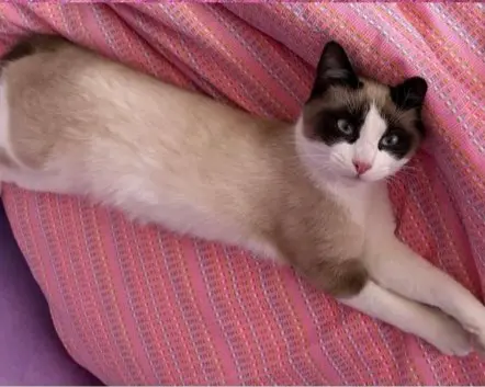 gatto lost   20825 Barlassina Pierrot