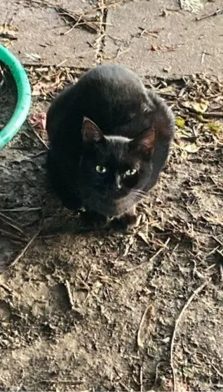 gatto lost   20883 Mezzago Shiro