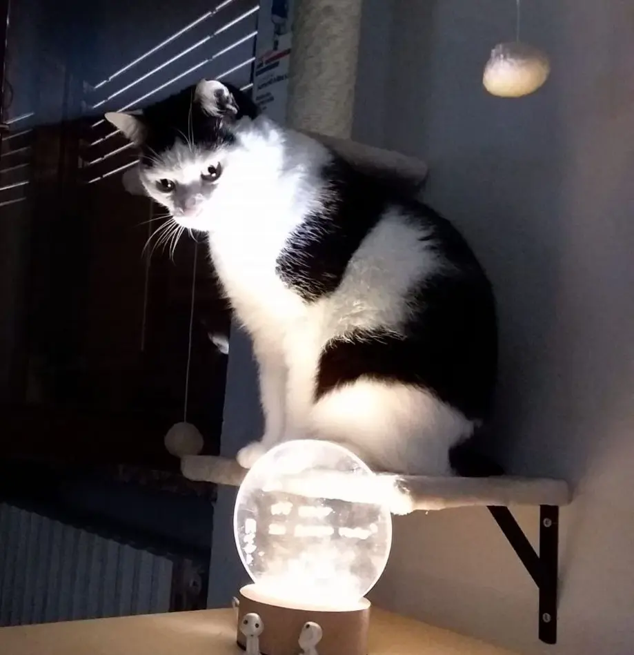 gatto lost   20825 Barlassina Tao