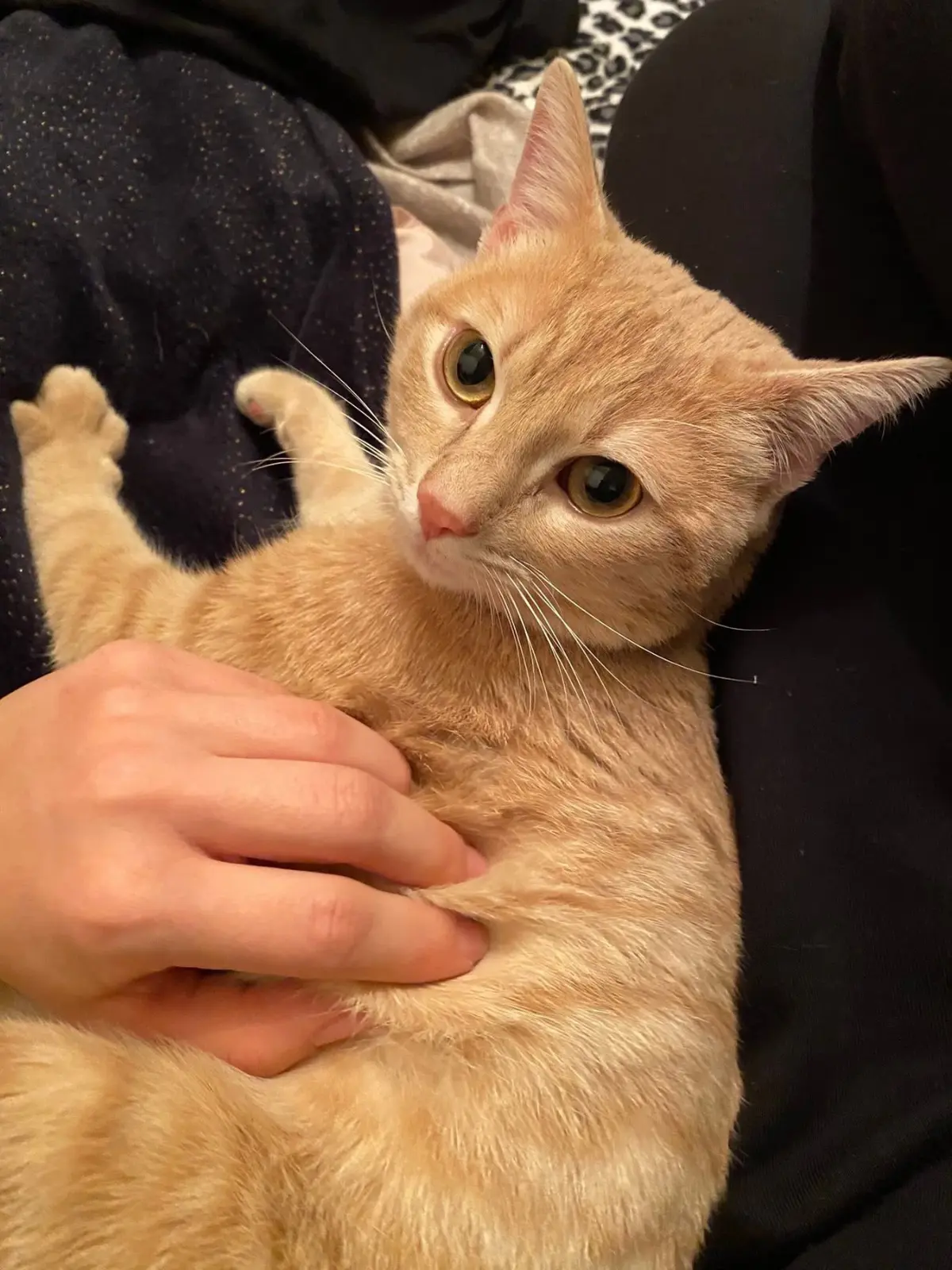 gatto lost     Tommy