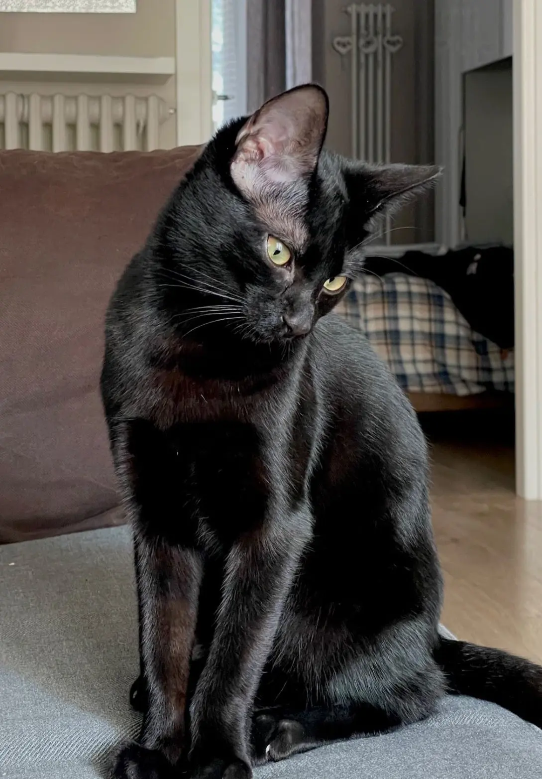 gatto lost   20093 Cologno Monzese Bacco