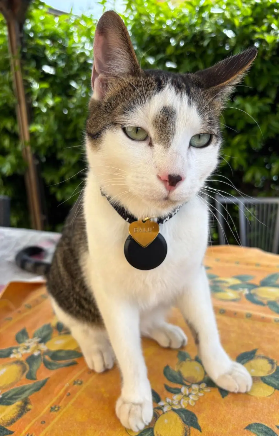 gatto lost   20045 Lainate Balu