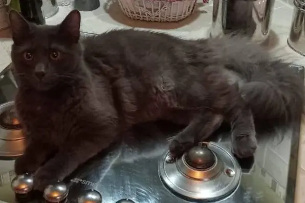 gatto lost   20020 Busto Garolfo Camillo